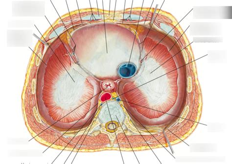 Diafragma Cara Toracica NETTER Diagram Quizlet