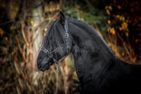 Black Friesian Stallion Portrait Stock Photo - Image of black, mane ...