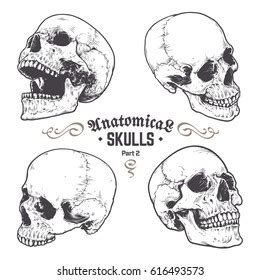 Handdrawn Anatomical Skulls Vector Set Stock Vector Royalty Free