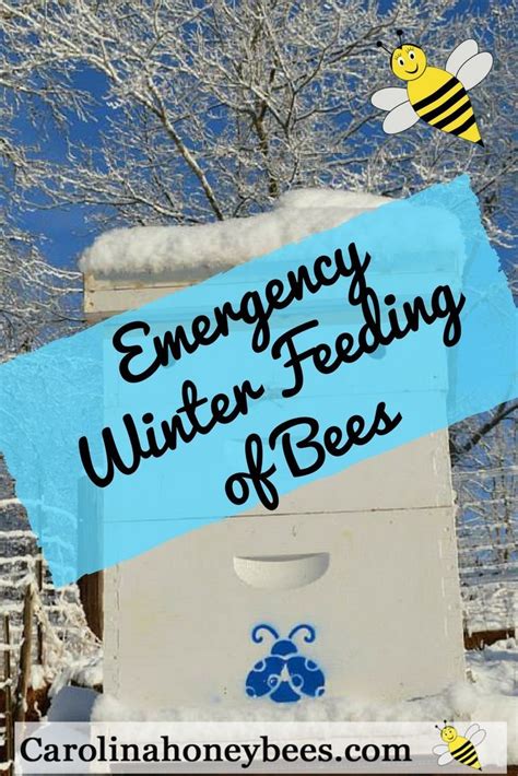 Emergency winter feeding of bees. Beekeepers may need to feed honey bee ...