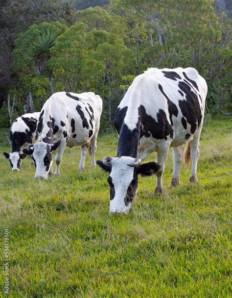 Tres Vacas Blanco Y Negro Pastando En Un Campo Stock Photo Adobe Stock