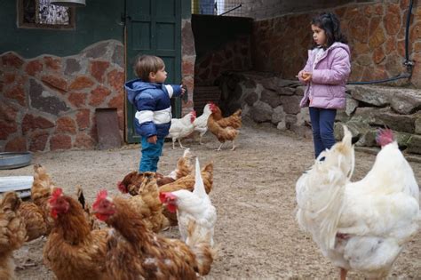 L Uf Ou La Poule Qui Est Venu En Premier D Couvrez Le Dans Les