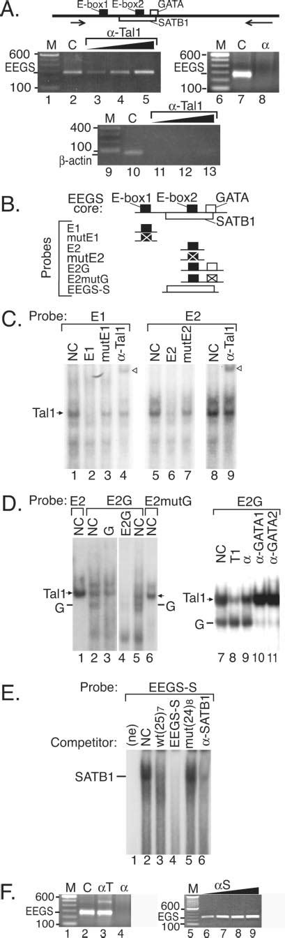 Tal Scl And Gata Binding Motifs In Eegs A In Vivo Chip Was Carried