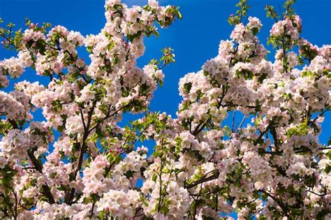 Fondo De Ramas De Manzano Con Flores Rosas Sobre Un Fondo De Cielo Azul