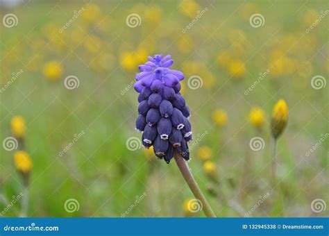 Purple Flower In A Country Meadow Stock Photo Image Of Close