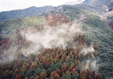 関東など21都県で「花粉シーズン」入りスギの飛散ピークは近畿・東海・関東で2月下旬 読売新聞