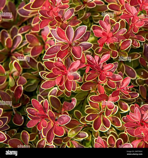 Red Dwarf Barberry Berberis Thunbergii Admiration Cambridge