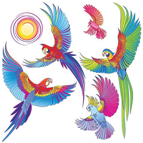 Eclectus Parrot Illustrations Royalty Free Vector Graphics And Clip Art Istock