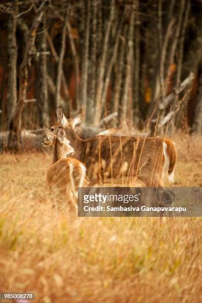 Golden Antler Photos And Premium High Res Pictures Getty Images