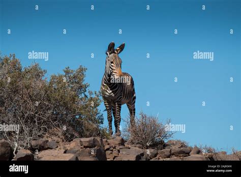 A Mountain Zebra Standing On A Hill In The Karoo National Park Looking