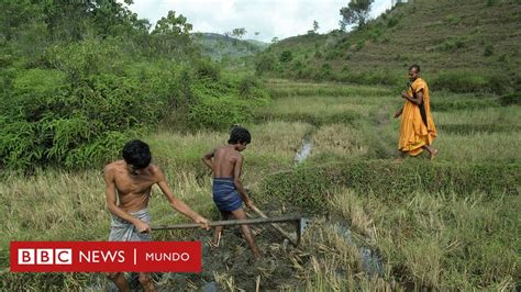 Qué papel jugó la agricultura orgánica en la grave crisis económica que