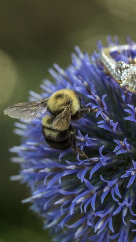 Is this a two-spotted bumble bee (bombus bimaculatis)? Eastern