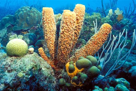 Aquarium Invertebrates Sponges Phylum Porifera