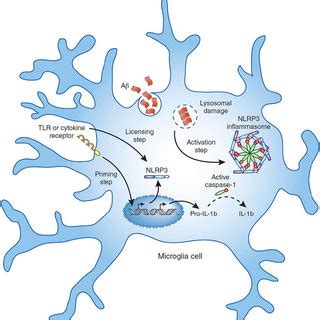 Microglial Cells Diagram