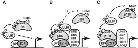 Human Cytomegalovirus Encoded Viral Cyclin Dependent Kinase V CDK