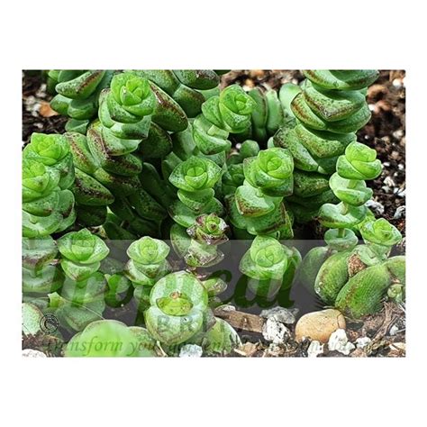 Crassula Rupestris Subsp Marnieriana From Tropical Britain Jade Necklace