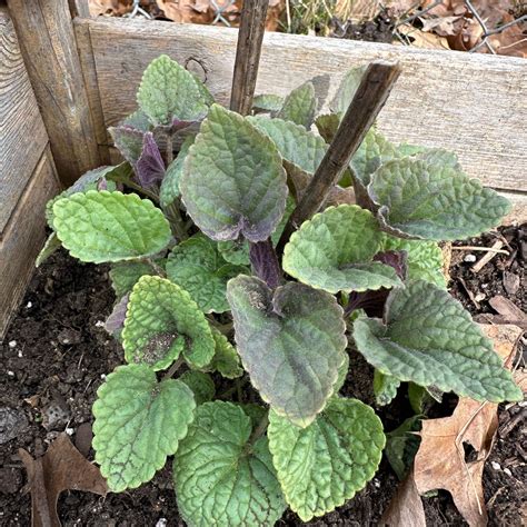 Common Anise Hyssop Problems