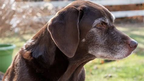 Guida Completa Alla Cura Del Cane Anziano Zampol La Protezione E