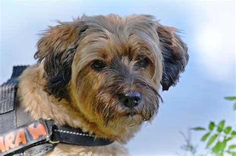 Tibetan Terrier Poodle Mix