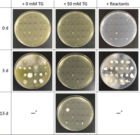 Microbial Growth On The Potato Dextrose Agar Supplemented With 0 Mm