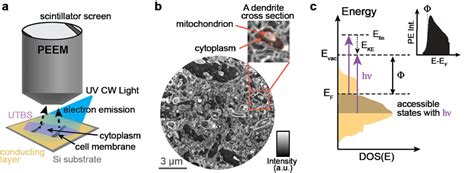 A A Schematic Of Peem A Ultra Thin Brain Slice Utbs Is On A Download Scientific Diagram