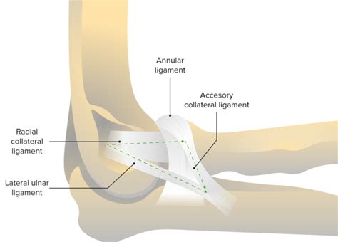 Elbow Joint: Anatomy [+video] - Lecturio Medical