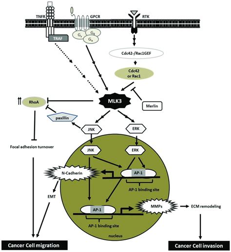 MLK3 Signaling In Cancer Cell Migration And Invasion MLK3 Transduces