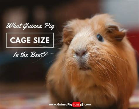 What Guinea Pig Cage Size Is the Best? (Proper Accommodation) - Guinea ...