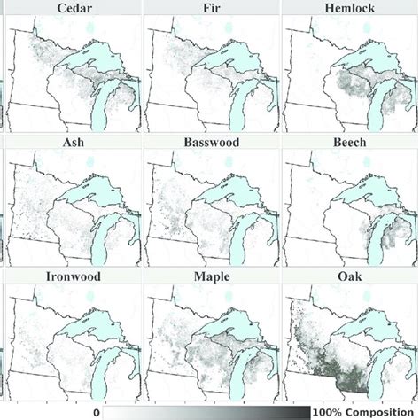 Forest Composition Using Stem Density For The 15 Most Abundant