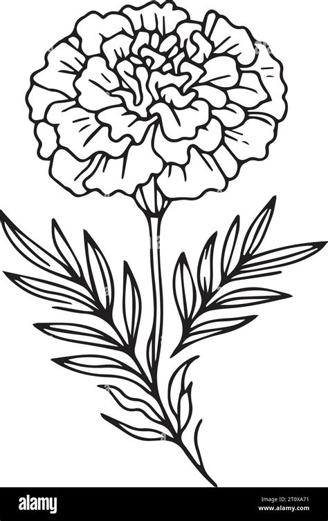 Marigold Coloring Page