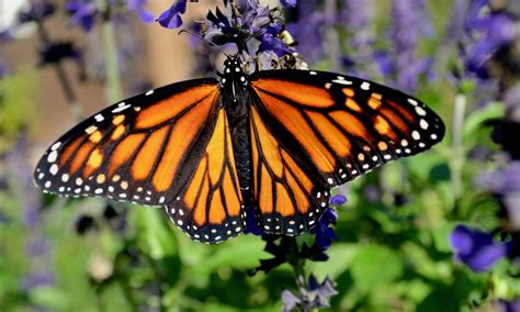 Monarch Butterfly Habitat Project | Coarsegold Resource Conservation ...