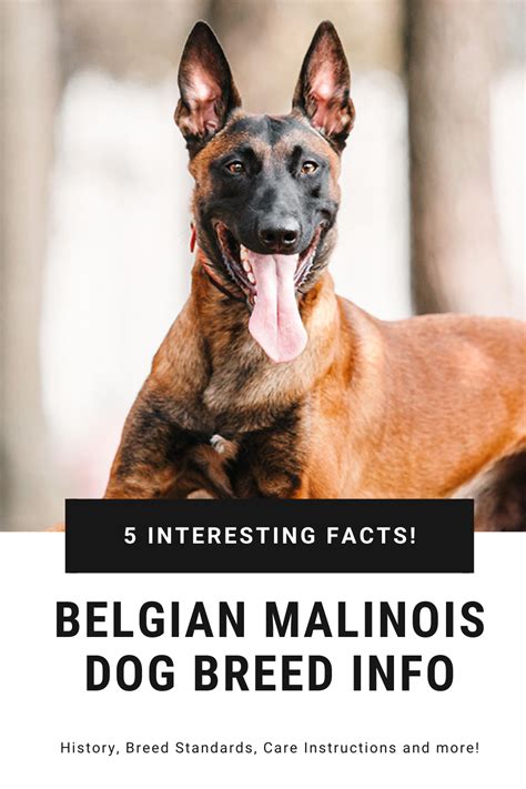 Belgian Malinois Dog Breed Information Artofit