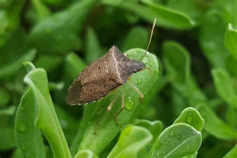 How Do Stink Bugs Get in the House? (7 Common Ways) - Wildlife Informer