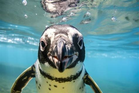 Penguin Swimming Stock Photos, Images and Backgrounds for Free Download