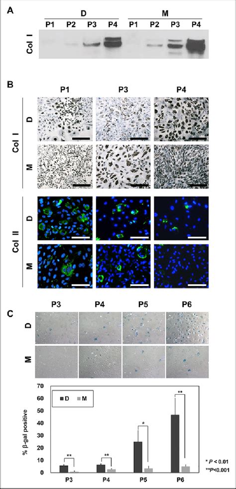 Dedifferentiation And Senescence Of Costal Chondrocytes Ccs During In