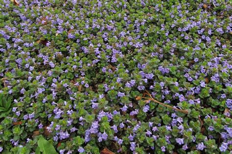 Small Purple Flowers Weed In Grass Beautiful Insanity