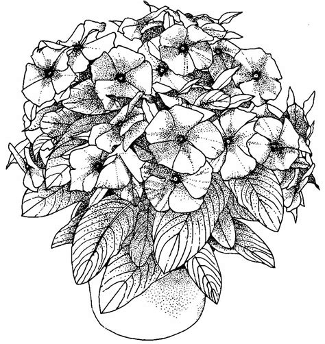 Desenhos Realista Para Pintar - 9