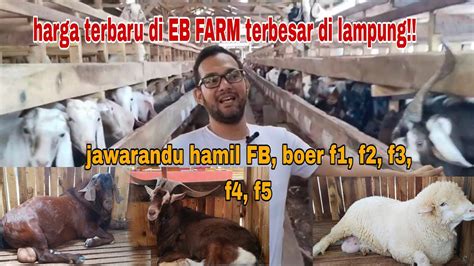 Harga Terbaru Di Eb Farm Terbesar Di Lampung Jawa Randu Hamil Fb Boer