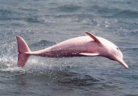 Endangered Dolphins - Dolphin Facts