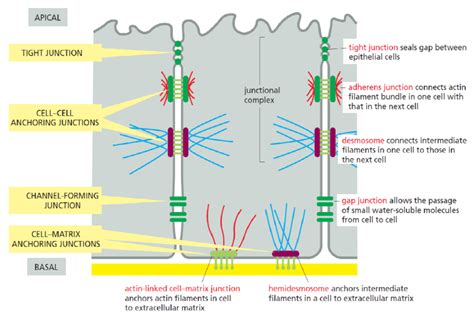 Schematic Of Junction Formation In Mature Epithelial Monolayers From