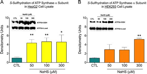 Figure From S Sulfhydration Of Atp Synthase By Hydrogen Sulfide