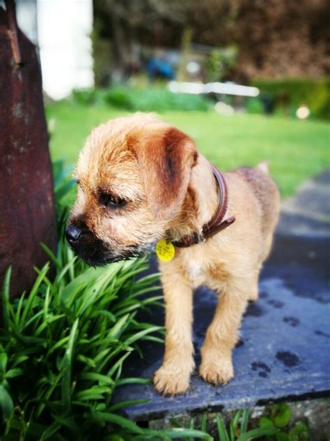 His New Coller Border Terrier Labrador Retriever Ray Dogs