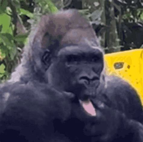 Gorilla Tongue Sticking Out GIF - Gorilla TongueStickingOut TongueOut - Discover & Share GIFs