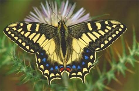 Moths And Butterflies Of Europe And North Africa