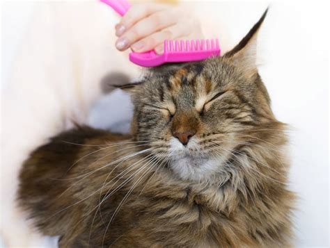 Maine Coon Cat Grooming Step By Step Guide And Faq Hepper