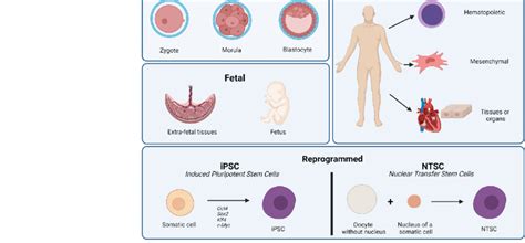 Stem cell sources in the different stages of human development and stem ...