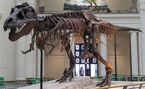 On This Day In History Sue Largest Tyrannosaurus Rex Skeleton