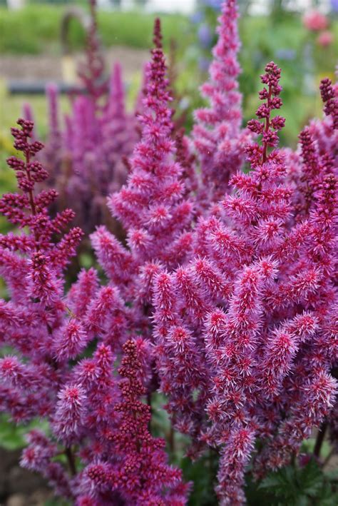 Astilbe 'Purple Rain' – Greenland Garden Centre
