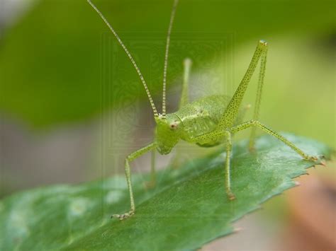 Grasshopper By Poison Ivy On Deviantart