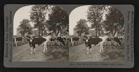 Dairy Barns And Herd Of Holstein Cattle Illinois Library Of Congress